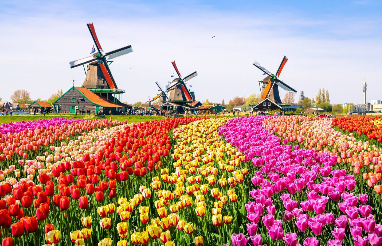 Nederlandse windmolens en tulpenvelden